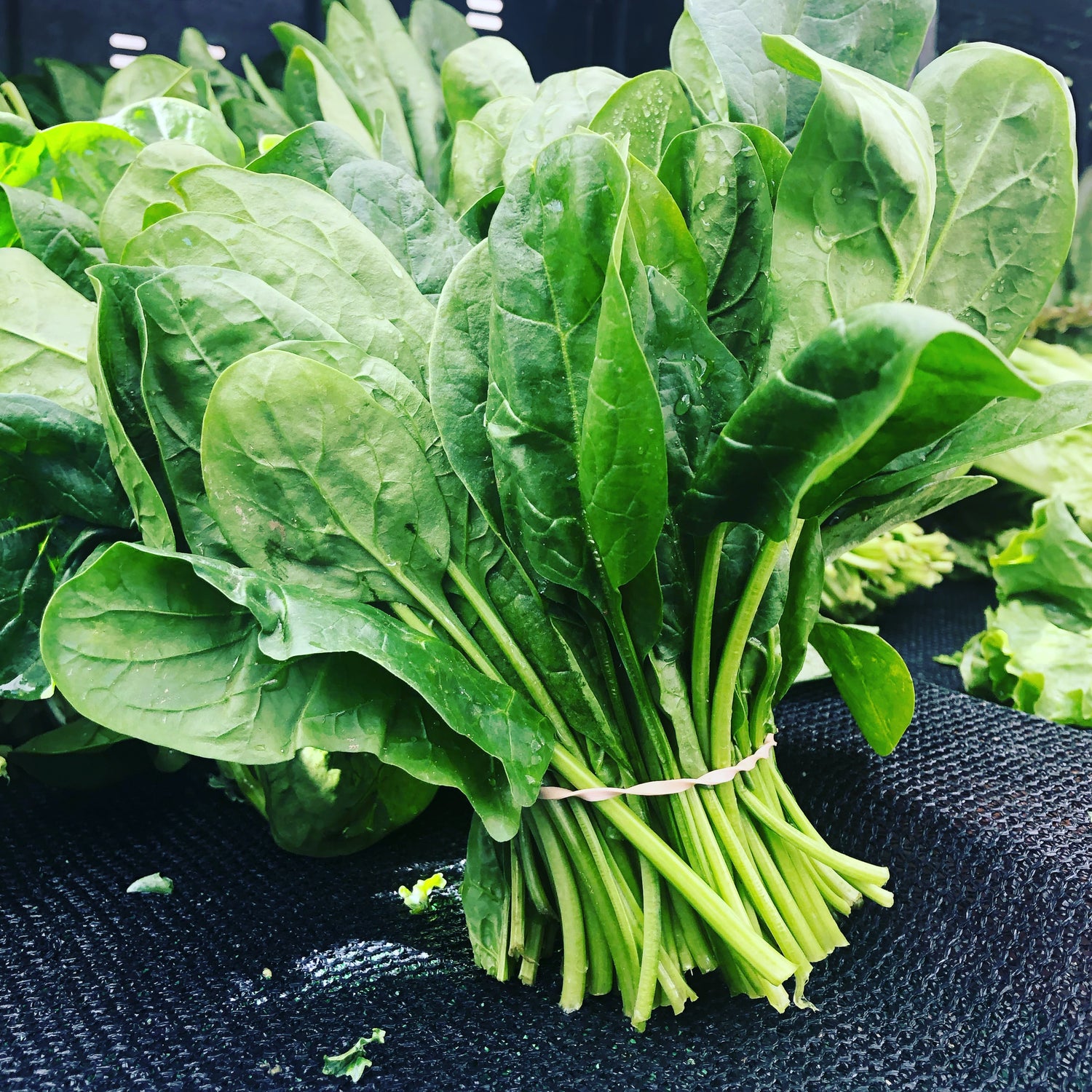 Spinach, one of the key LuvBelly greens powder ingredients.