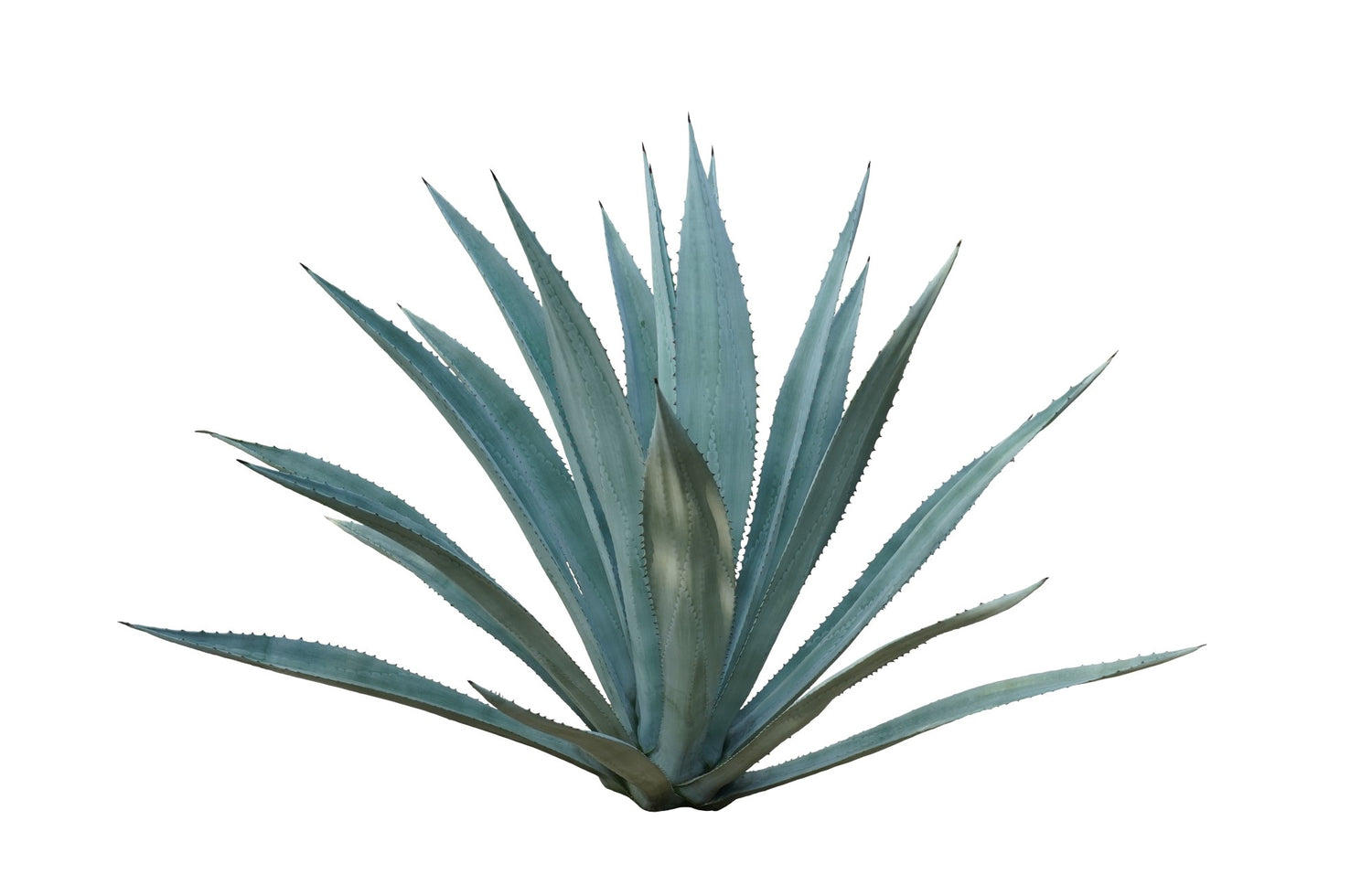 Inulin agave, one of the key LuvBelly greens powder ingredients.