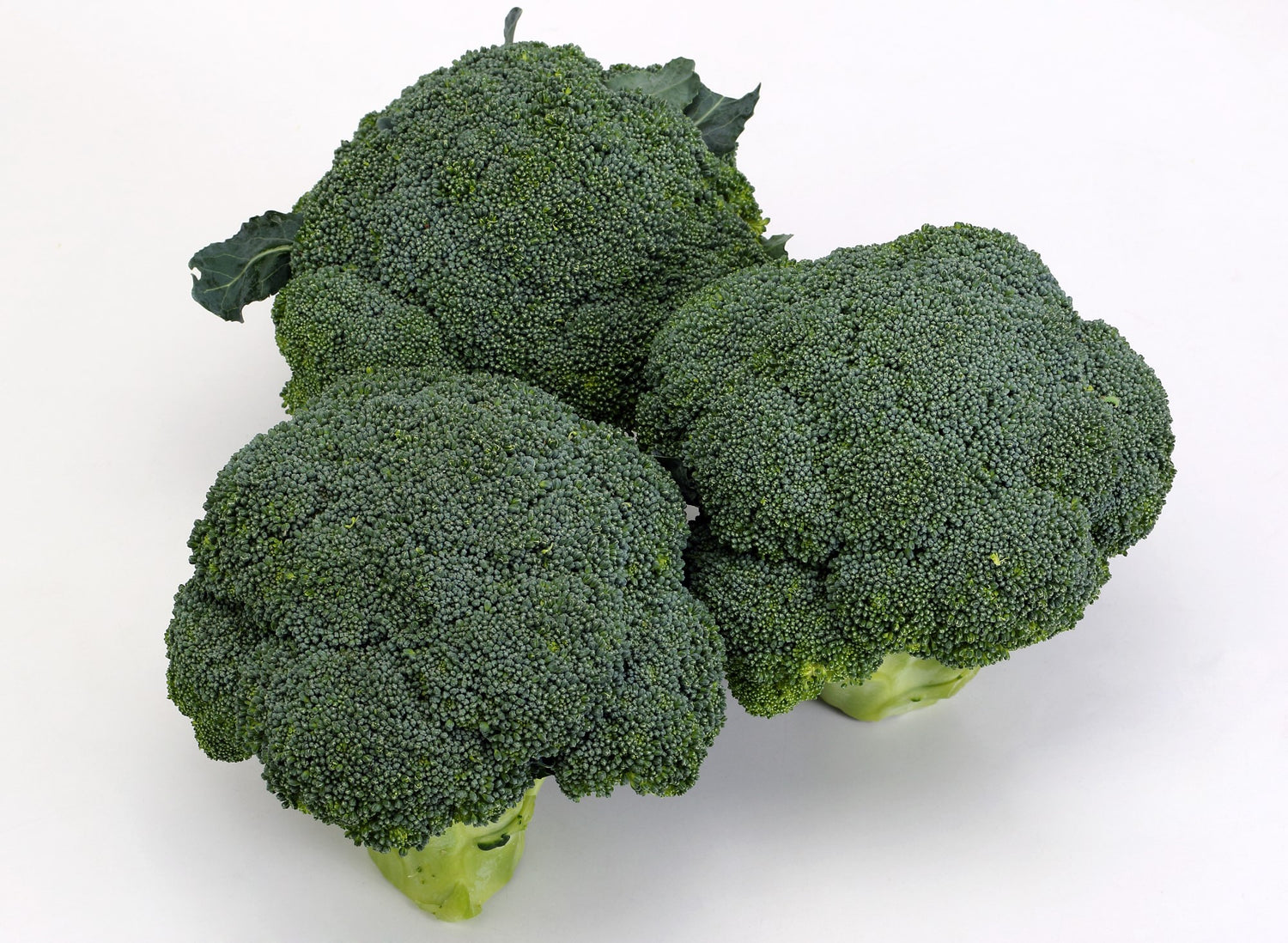 Brocolli, one of the key LuvBelly greens powder ingredients.